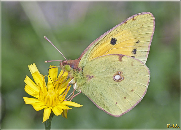 Crocea Colias crocea  Pieridae 