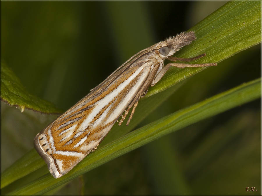  Crambus lathoniellus  Crambidae 