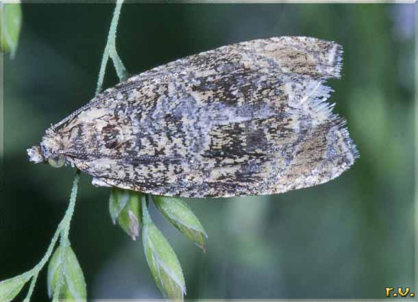  Cydia ulicetana  Tortricidae 