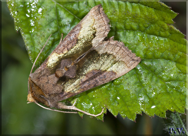  Diachrysia chrysitis  Noctuidae 