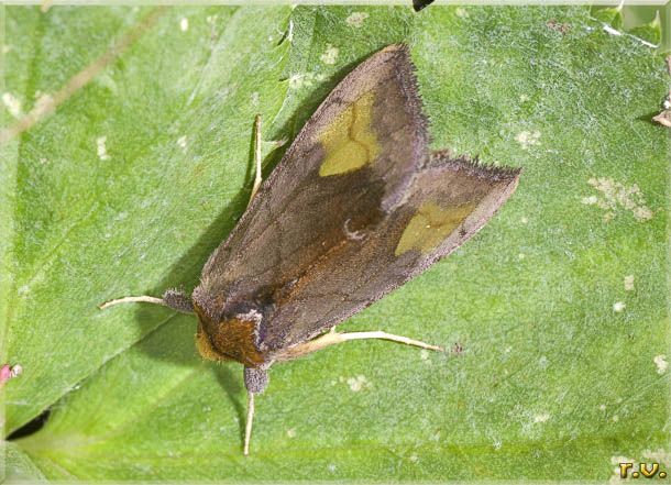 Diachrysia chryson  Noctuidae 