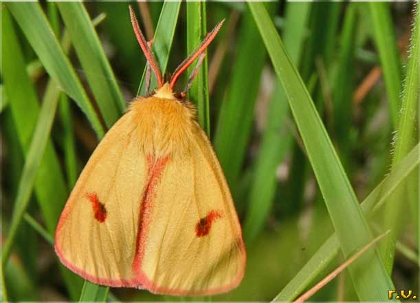  Diacrisia sannio  Arctiidae 