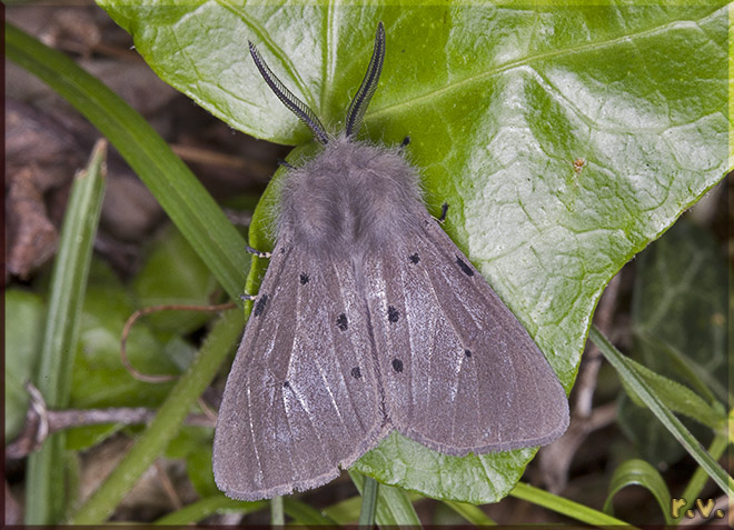 Diaphora mendica