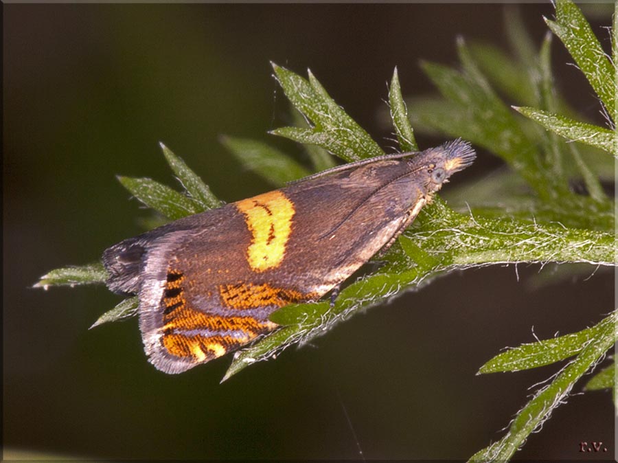  Dichrorampha petiverella  Tortricidae 