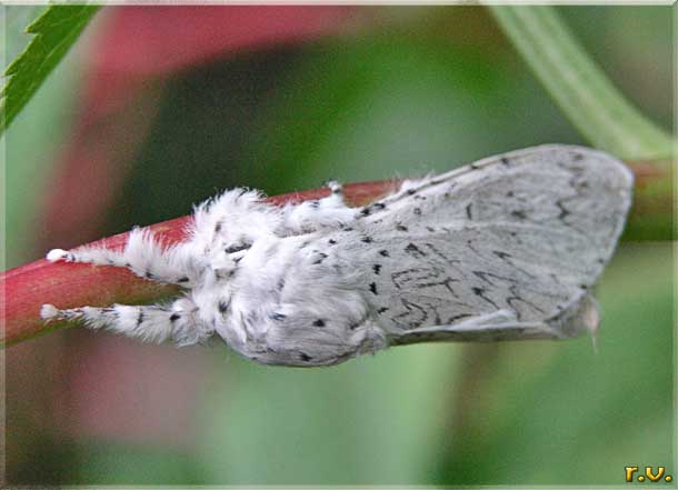  Dicranura vinula  Notodontidae 