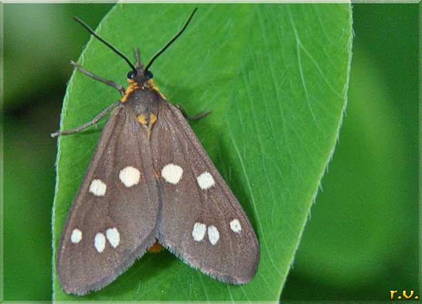  Dysauxes famula  Arctiidae 