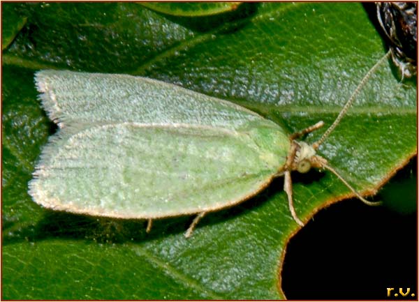  Earias clorana  Noctuidae 
