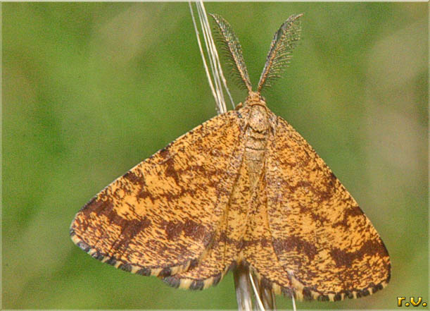  Ematurga atomaria  Geometridae 