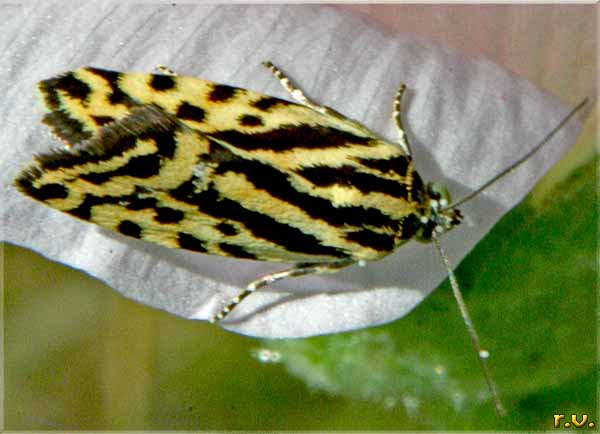  Emmelia trabealis  Noctuidae 