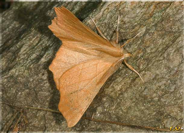  Ennomos quercinaria  Geometridae 