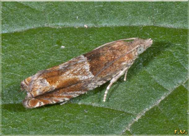  Epinotia tenerana  Tortricidae 