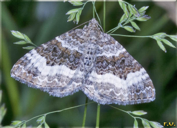  Epirrhoe alternata  Geometridae 