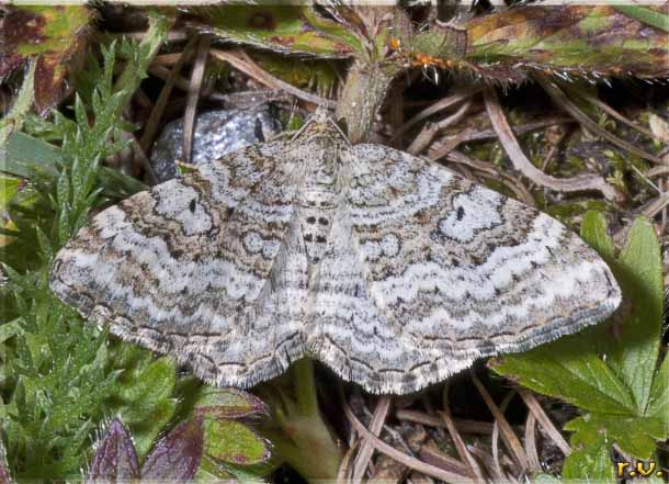  Epirrhoe molluginata  Geometridae 