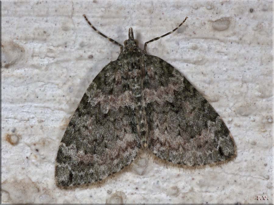  Epirrita christyi  Geometridae 