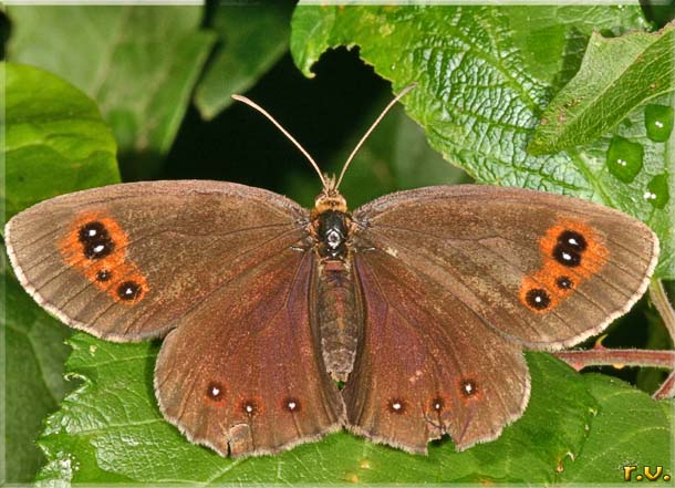 Etiope Erebia aethiops  Satyridae 