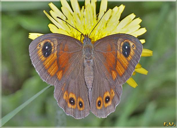 Stige Erebia styx  Satyridae 