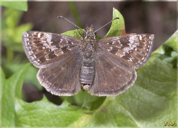  Erynnis tages  Hesperiidae 