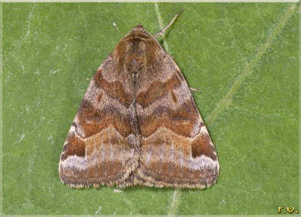  Euclidia glyphica  Noctuidae 