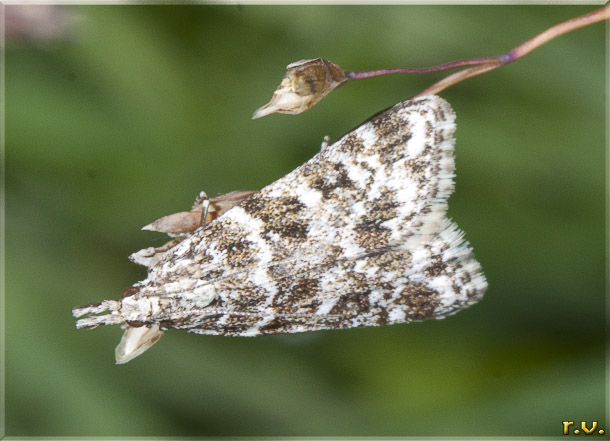  Eudonia sudetica  Crambidae 
