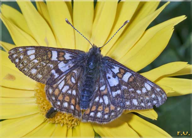 Eufridiade dei ghiacciai Euphydryas glaciegenita  Nymphalidae 