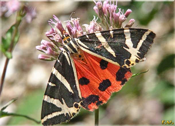 Euplagia quadripunctata  Arctiidae 