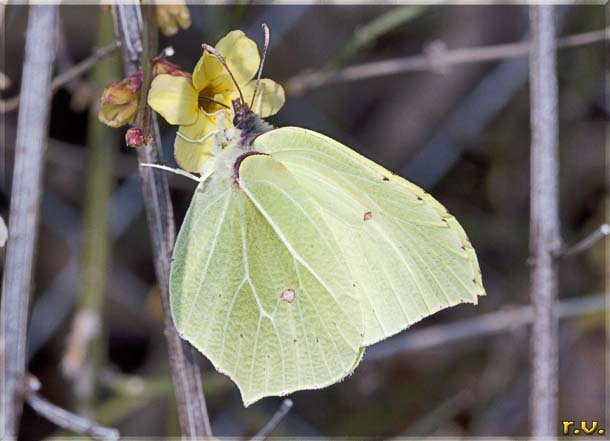 Cedronella Gonepteryx rhamni  Pieridae 