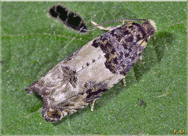  Gypsonoma sociana  Tortricidae 