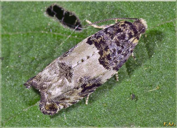 Gypsonoma sociana