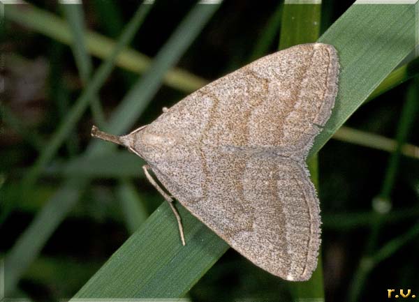  Herminia tarsipennalis  Noctuidae 