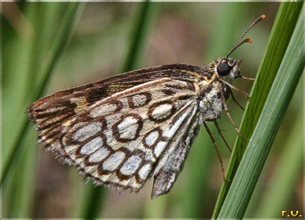 Morfeo Heteropterus morphaeus  Hesperiidae 