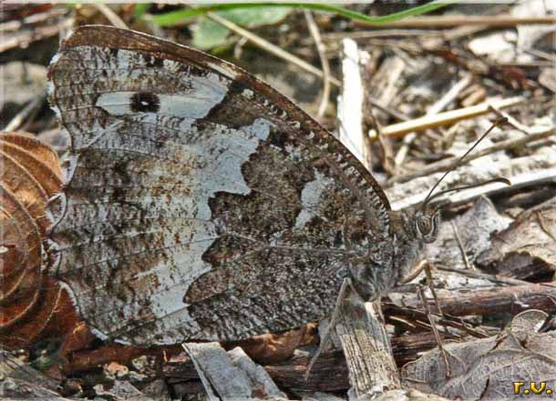  Hipparchia fagi  Satyridae 