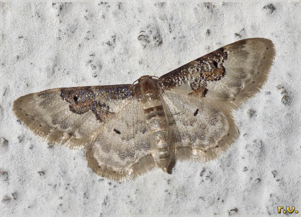  Idaea mustelata  Geometridae 