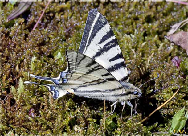 Podalirio Iphiclides podalirius  Papilionidae 
