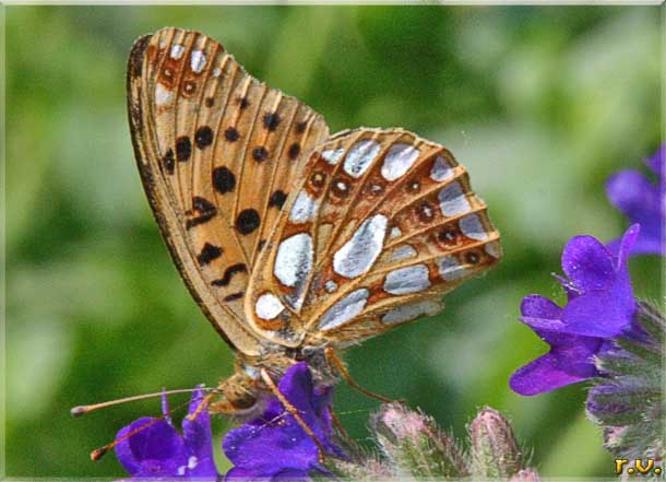  Issoria lathonia  Nymphalidae 