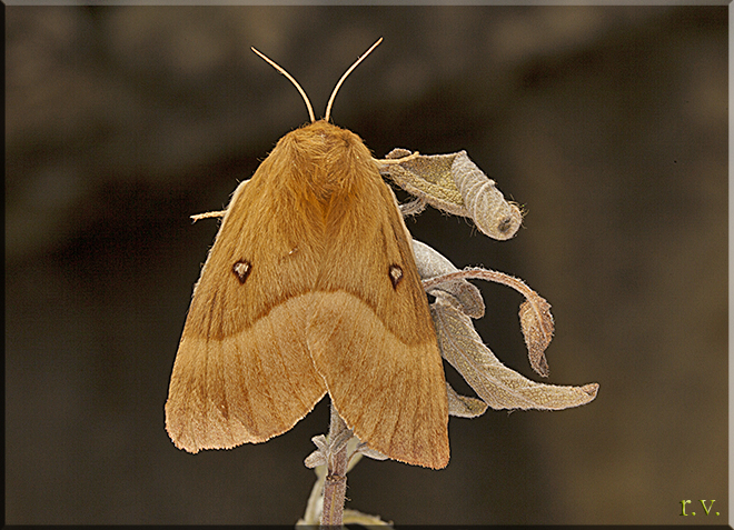 Bombice della quercia Lasiocampa quercus  Lasiocampidae 