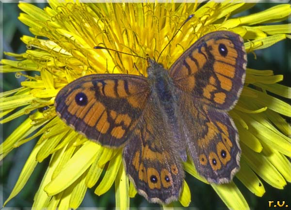 Megera Lasiommata megera  Satyridae 