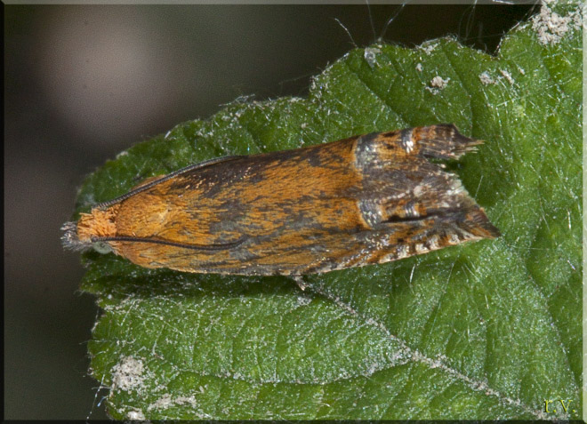  Lathronympha strigana  Tortricidae 