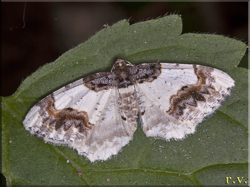  Ligdia adustata  Geometridae 