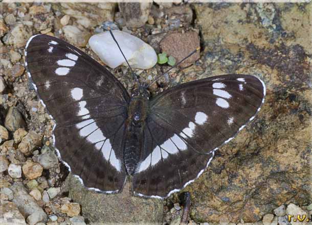  Limenitis camilla  Nymphalidae 