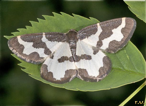 Lomaspilis marginata  Geometridae 