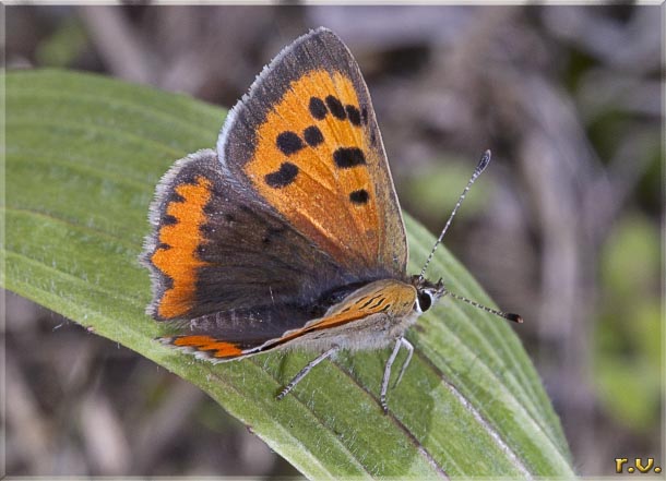  Lycaena dispar  Lycaenidae 