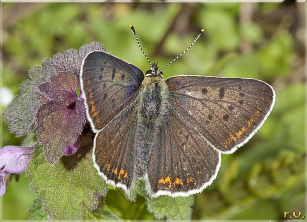  Lycaena fabricius  Lycaenidae 