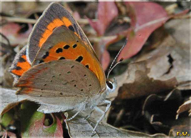  Lycaena phleas  Lycaenidae 