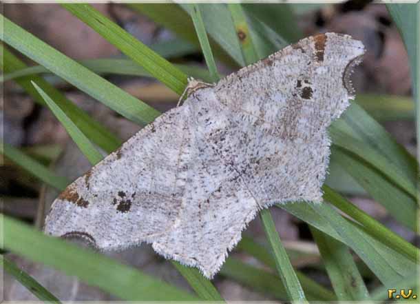  Macaria alternata  Geometridae 