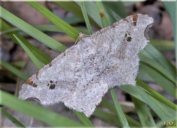 Macaria alternata