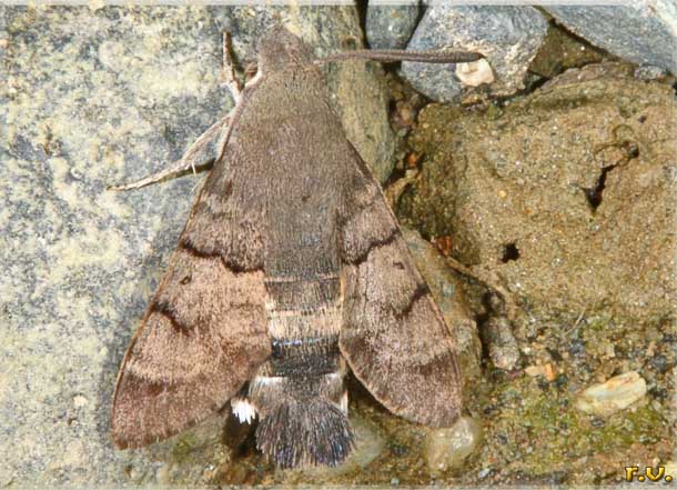 Sfinge del Gallio Macroglossum stellatarum  Sphingidae 