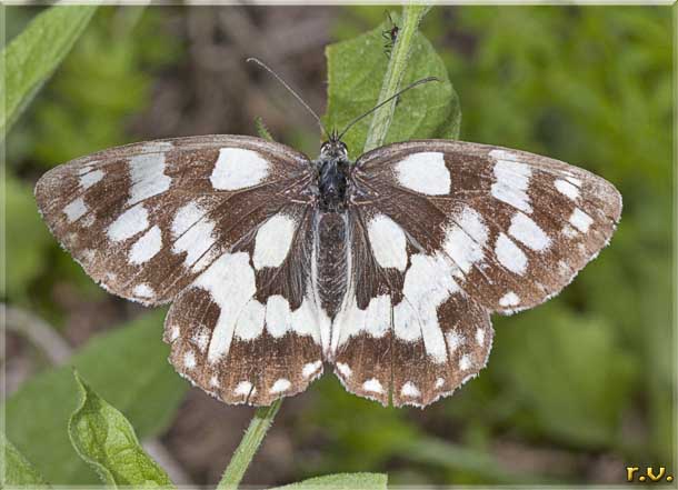  Melanargia galathea  Satyridae 