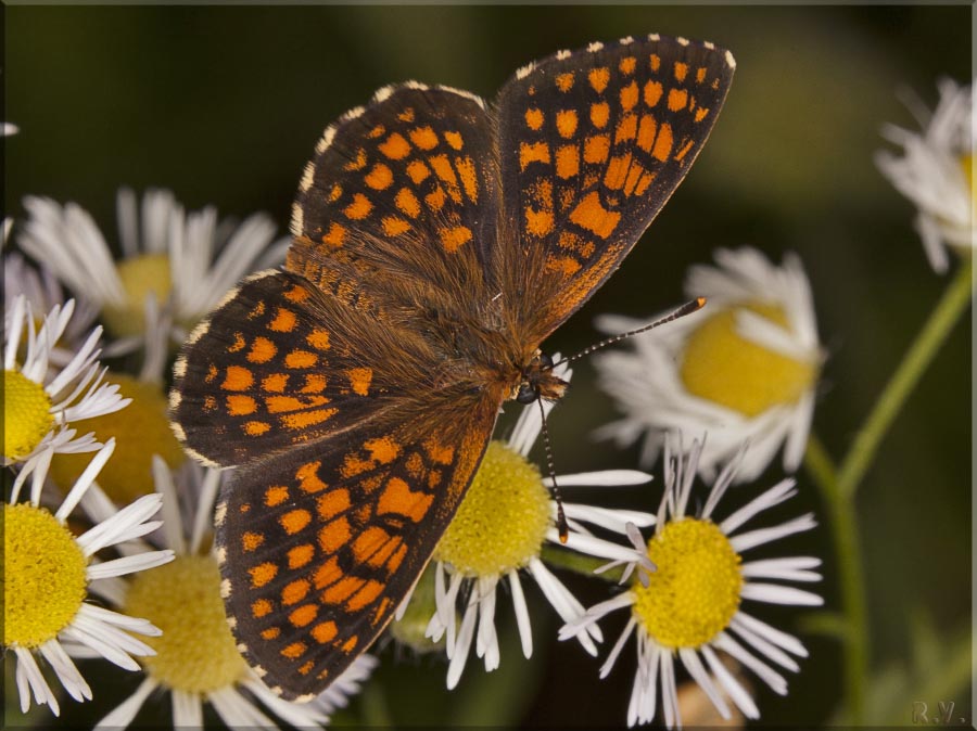  Melitaea aurelia  Nymphalidae 