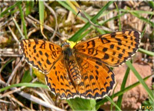  Melitaea didyma  Nymphalidae 