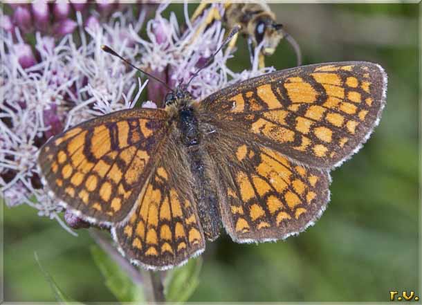  Mellicta athalia  Nymphalidae 